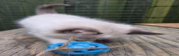 Ragdoll cats for sale: 1 Beautiful Tori Girl Ragdoll - Advert 5