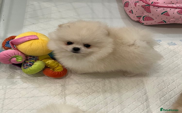 Pomeranian dogs - Advert 11