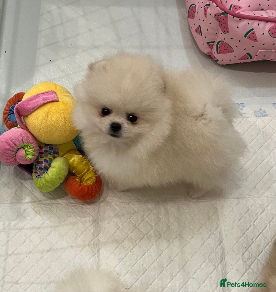 Pomeranian dogs for sale: Amazing Pom Puppies from Five Star breeder.  - Image 1