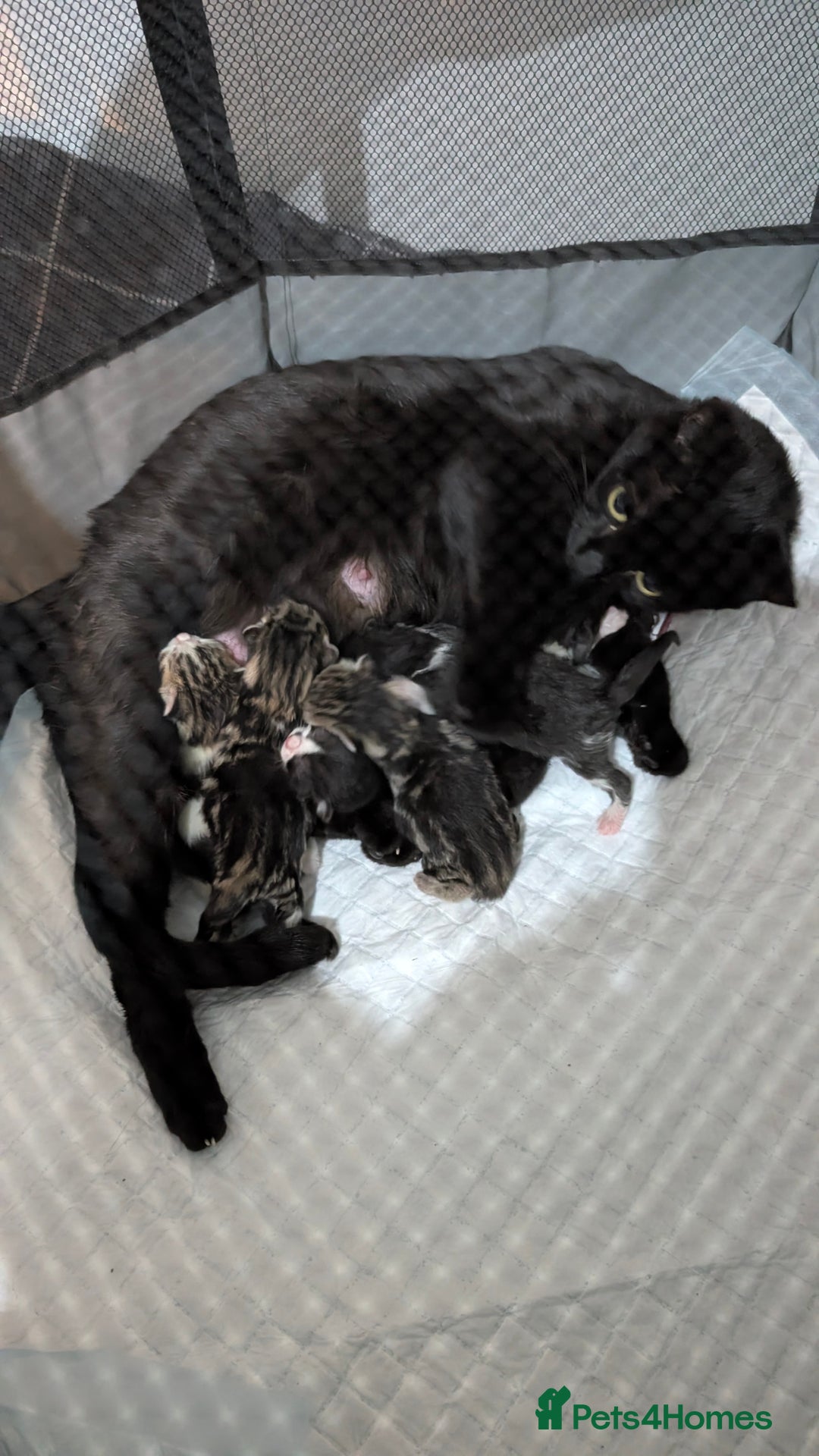 British Shorthair cats for sale: 4 beautiful kittens for sale  - Advert 3