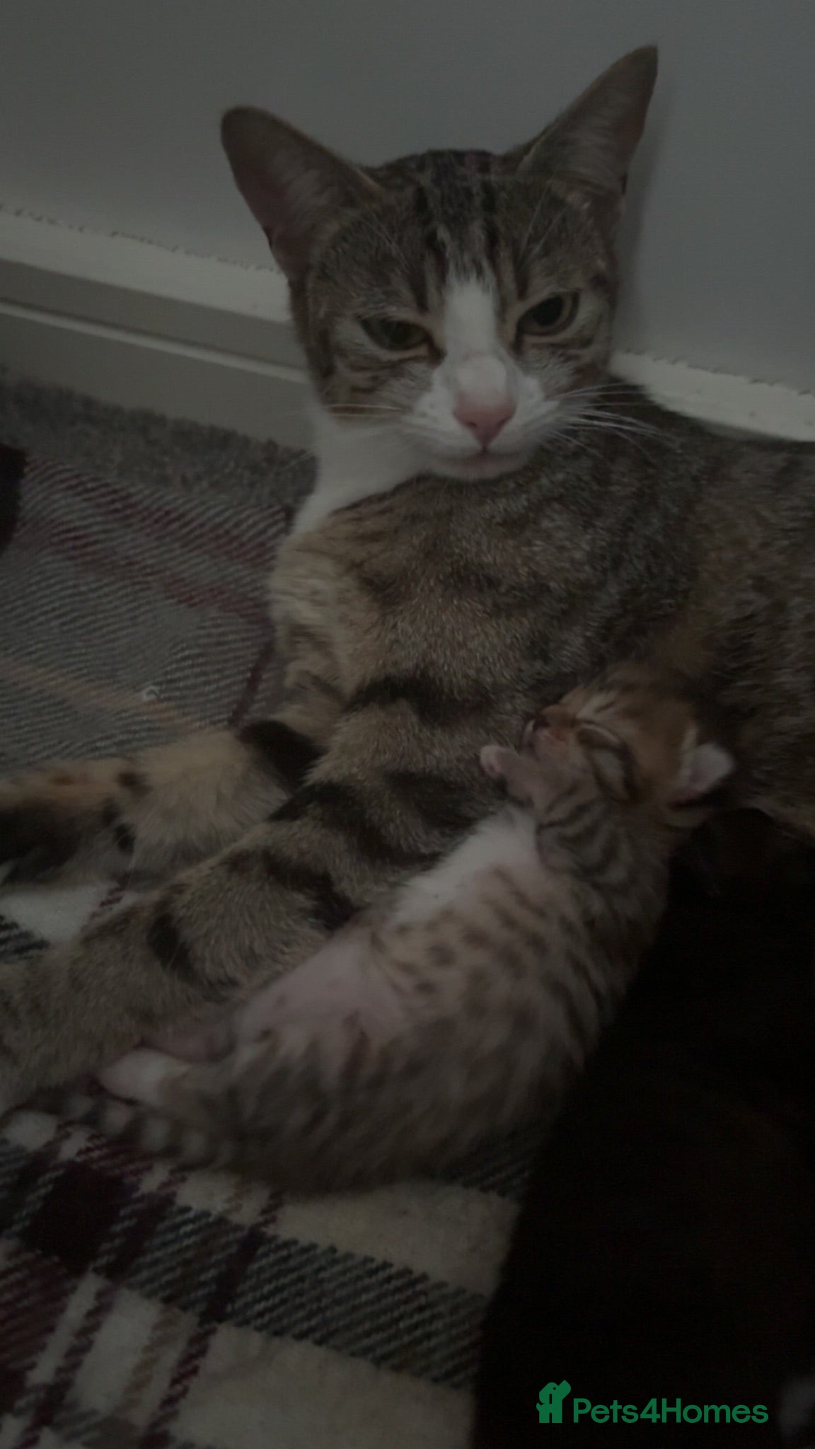 Mixed Breed cats Kittens for sale  - Advert 1
