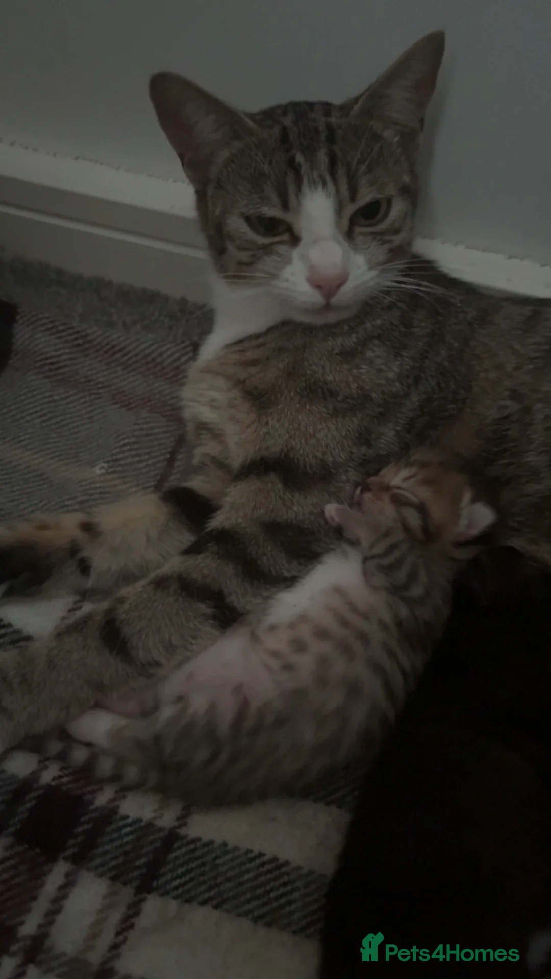 Mixed Breed cats for sale: Kittens for sale  in Warrington - Advert 1