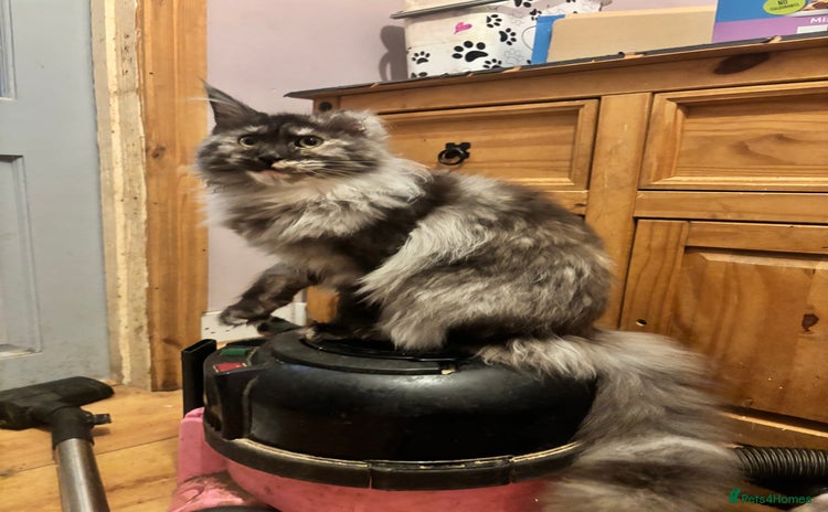 Maine Coon cats - Advert 7