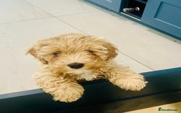 Cavapoochon dogs for sale: 2 Cavapoochons girls for sale. Wilmslow. Cheshire. - Image 33