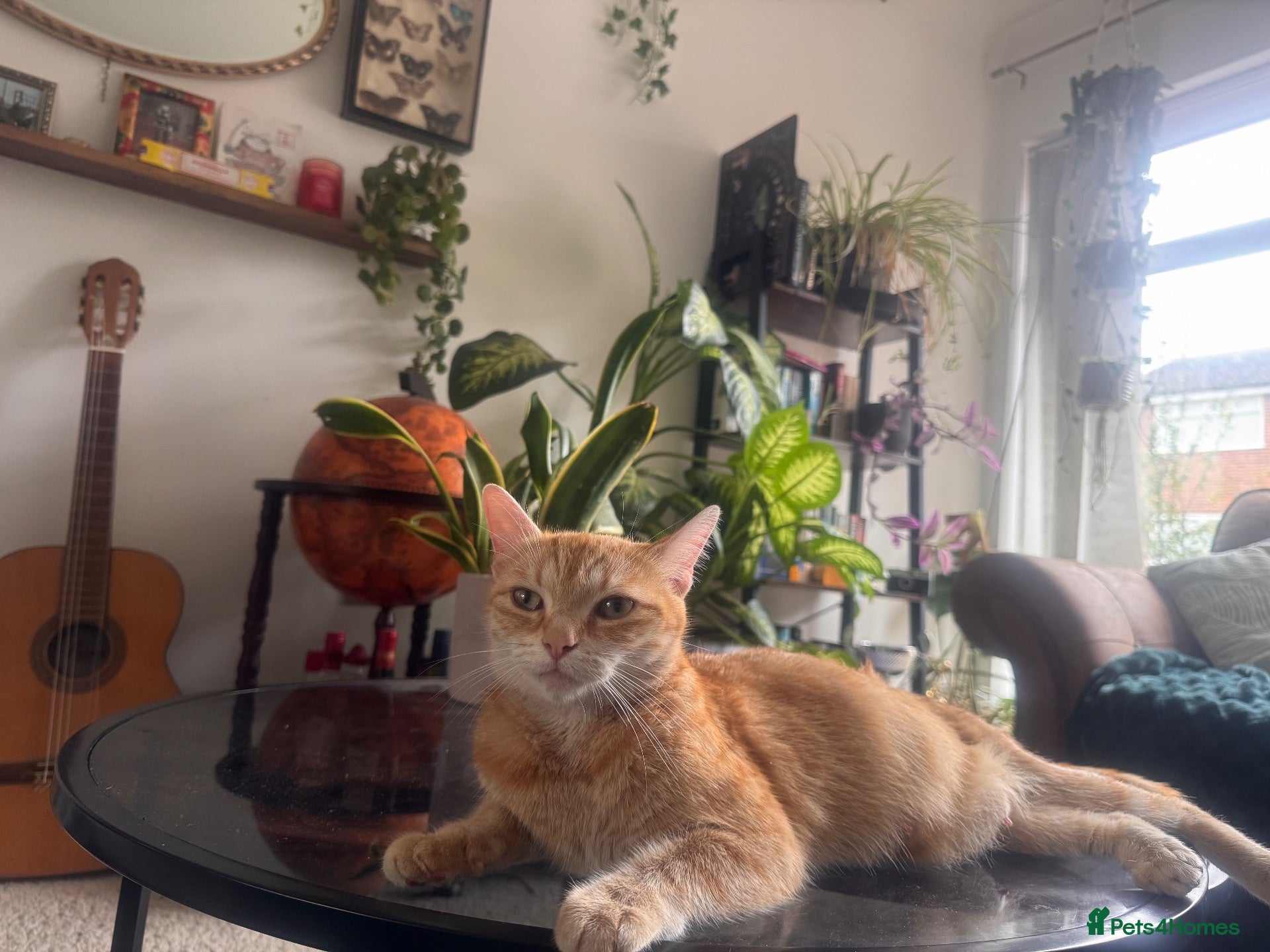 Mixed Breed cats Ginger kitten  - Advert 8
