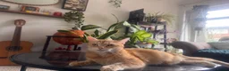 Mixed Breed cats for sale: Ginger kitten  in Ipswich - Advert 1