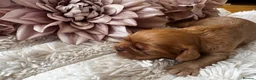 Cavalier King Charles Spaniel dogs for sale: Health tested cavalier King Charles spaniel pups - Advert 8