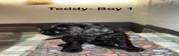 Cockapoo dogs for sale: Beautiful Black Cockapoo F1B pups in Kilmarnock - Advert 3
