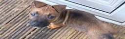 Mixed Breed dogs for sale: German Shepherd mix puppies  in Swansea - Advert 22