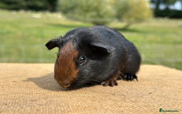 Guinea Pig rodents for sale: Tortoiseshell Boar  - Image 2