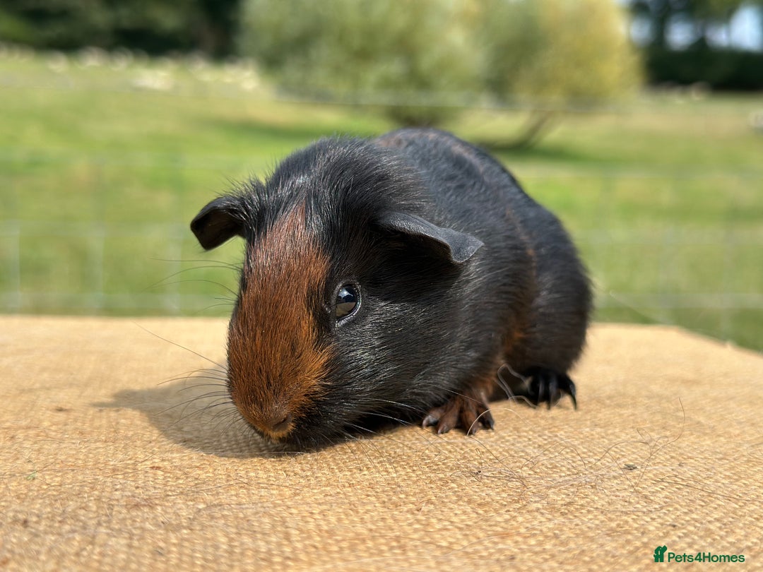 Guinea Pig rodents for sale: Tortoiseshell Boar  - Image 2