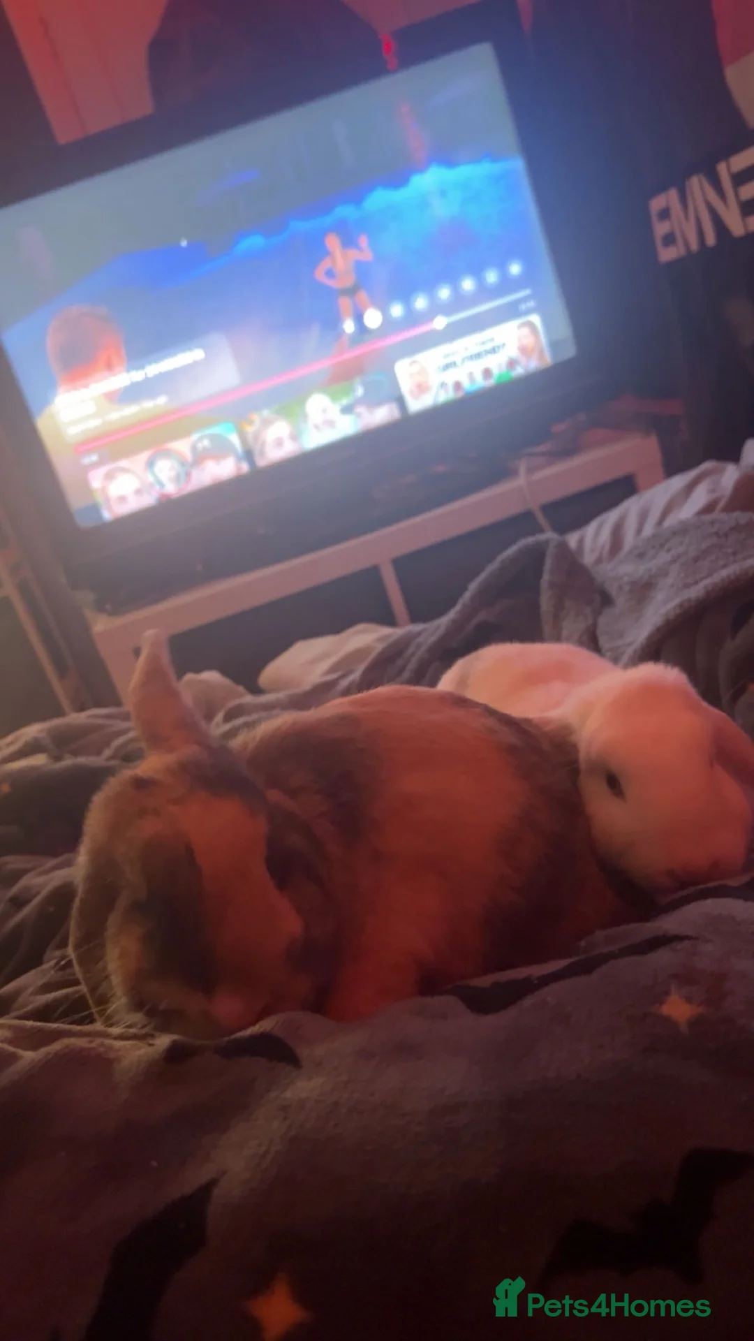 Mixed Breed rabbits for sale: 2x beautiful female bunny’s  - Advert 2