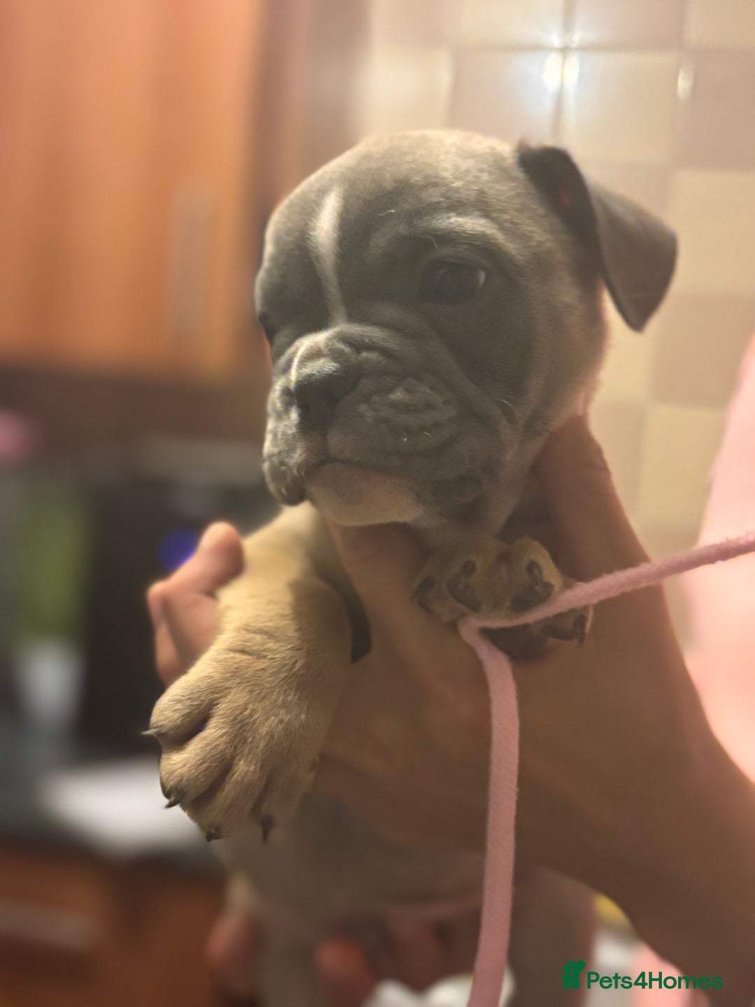 Mixed Breed dogs for sale: French bulldog x British bulldog  - Image 13