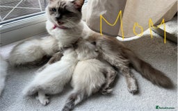 Ragdoll cats for sale: Pure boy blue point Ragdoll 14M full care plan - Image 6