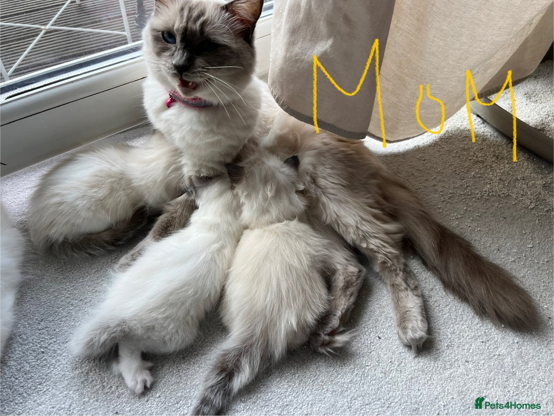 Ragdoll cats for sale: Pure boy blue point Ragdoll 14M full care plan - Image 6