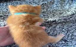 Maine Coon cats for sale: Mainecoon cross  - Image 10