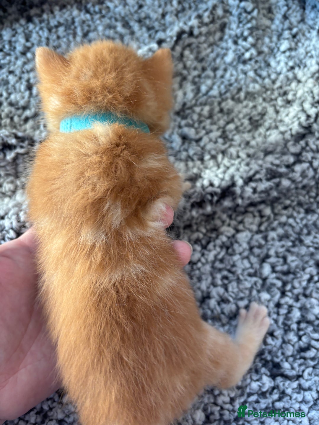 Maine Coon cats for sale: Mainecoon cross  - Image 10