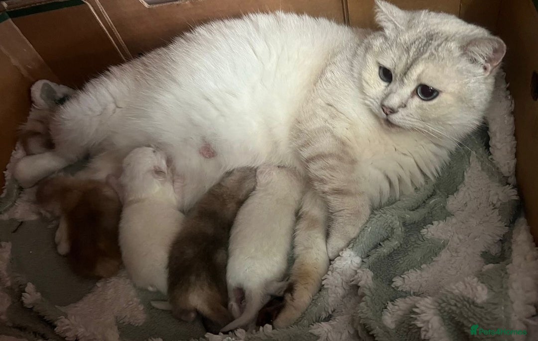 British Shorthair cats for sale: TICA registered British Shorthair kittens - Image 23