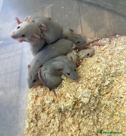 Rat rodents in Beccles - Advert 1