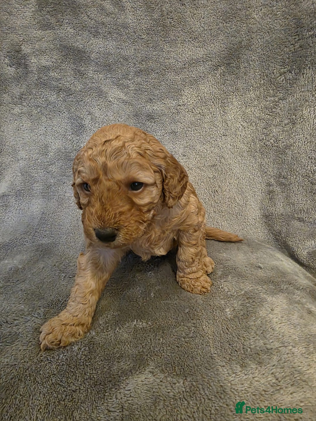 Cockapoo dogs for sale:  F1B COCKAPOO  - Image 5