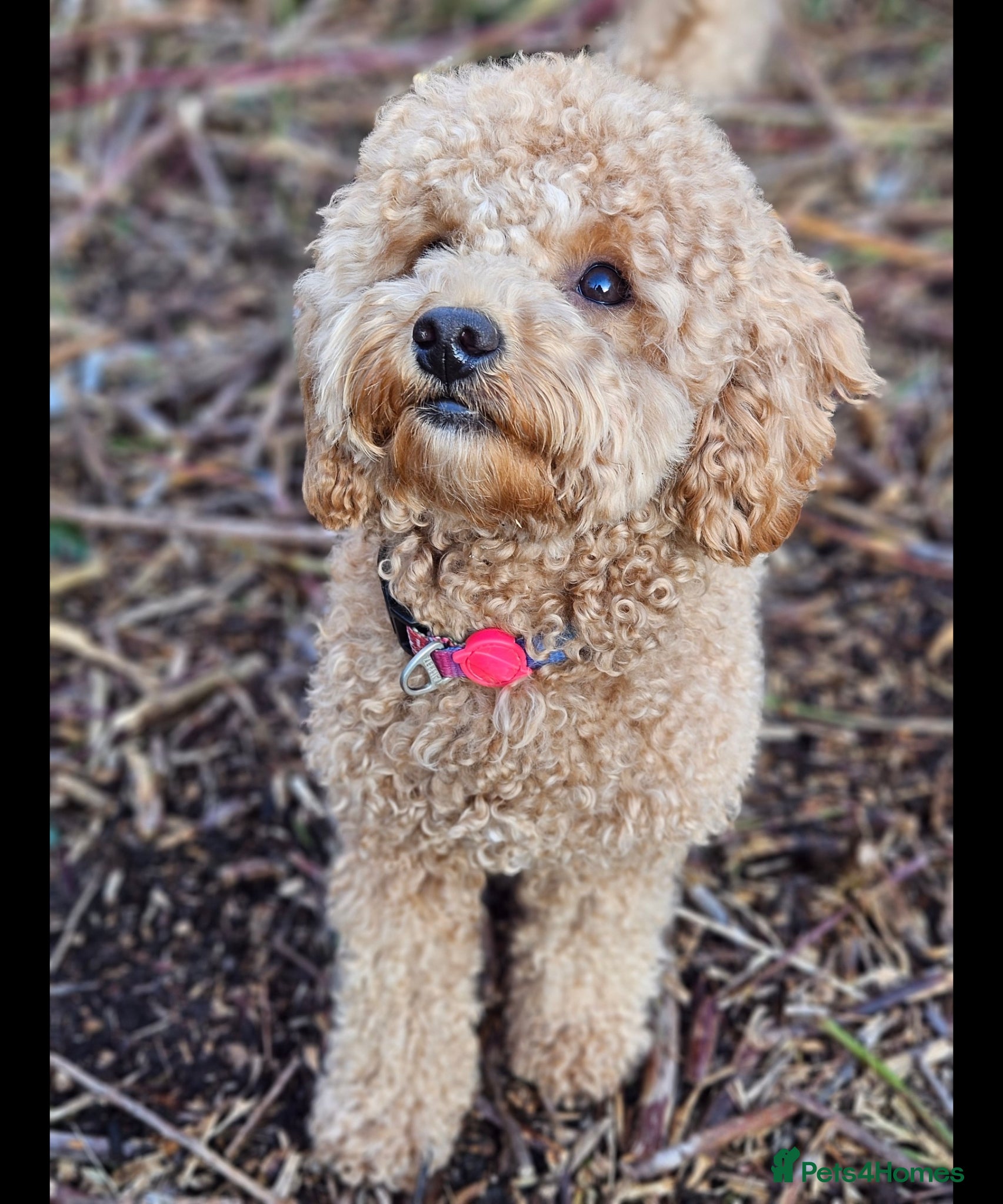 Maltipoo dogs F1b Maltipoo- 3 boys available - Advert 1