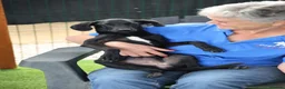 Mixed Breed dogs for adoption: Perfect Puma - Advert 4