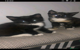 Maine Coon cats for sale: Mainccone babys - Image 2