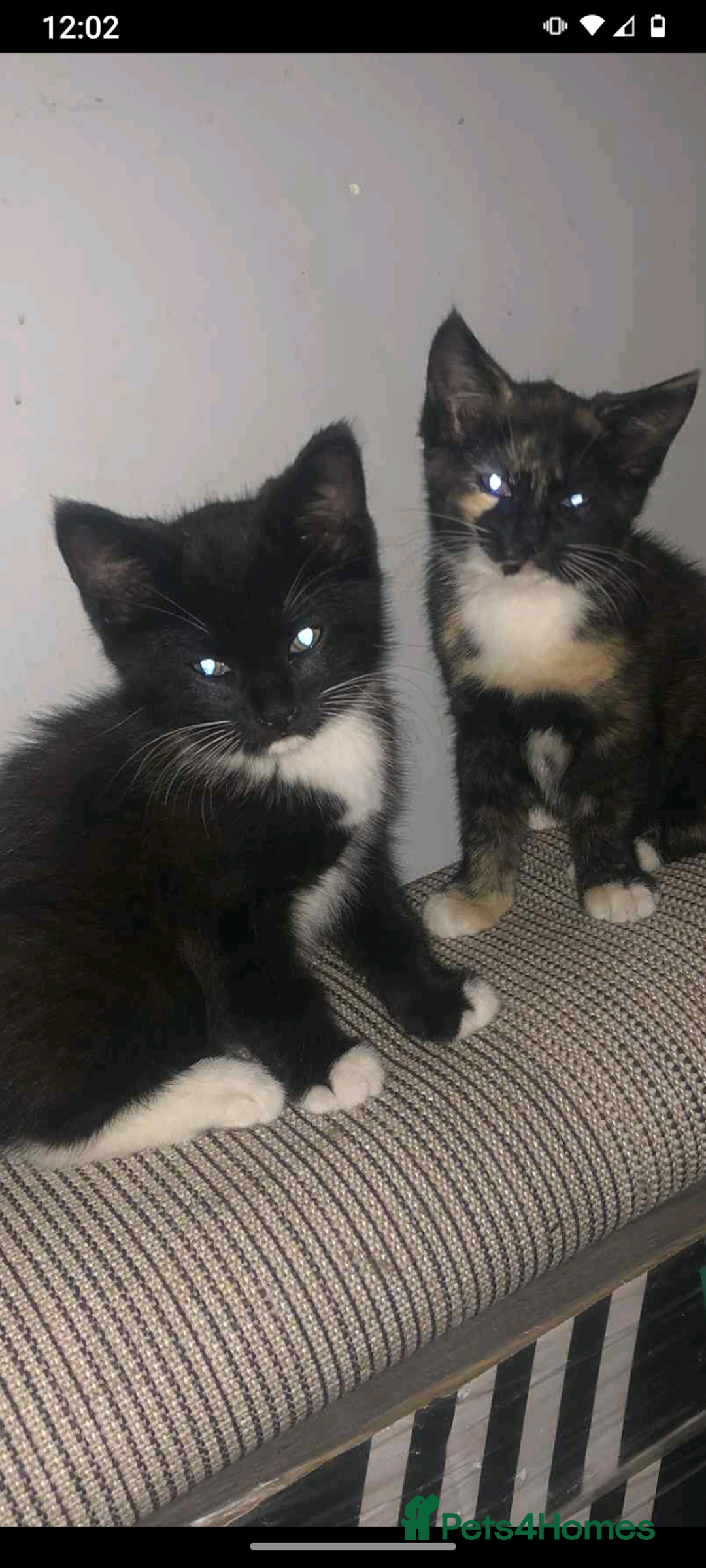 Maine Coon cats for sale: Mainccone babys - Image 2