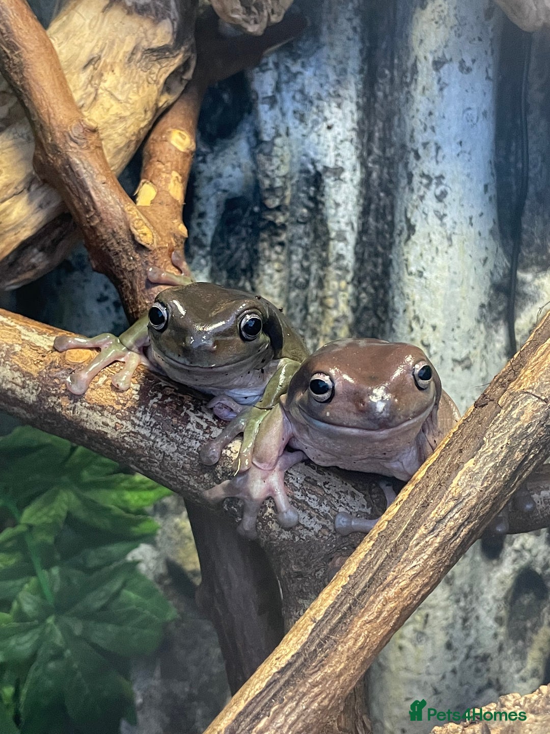 Frog reptiles for sale: 4 whites tree frog and enclosure - Advert 2