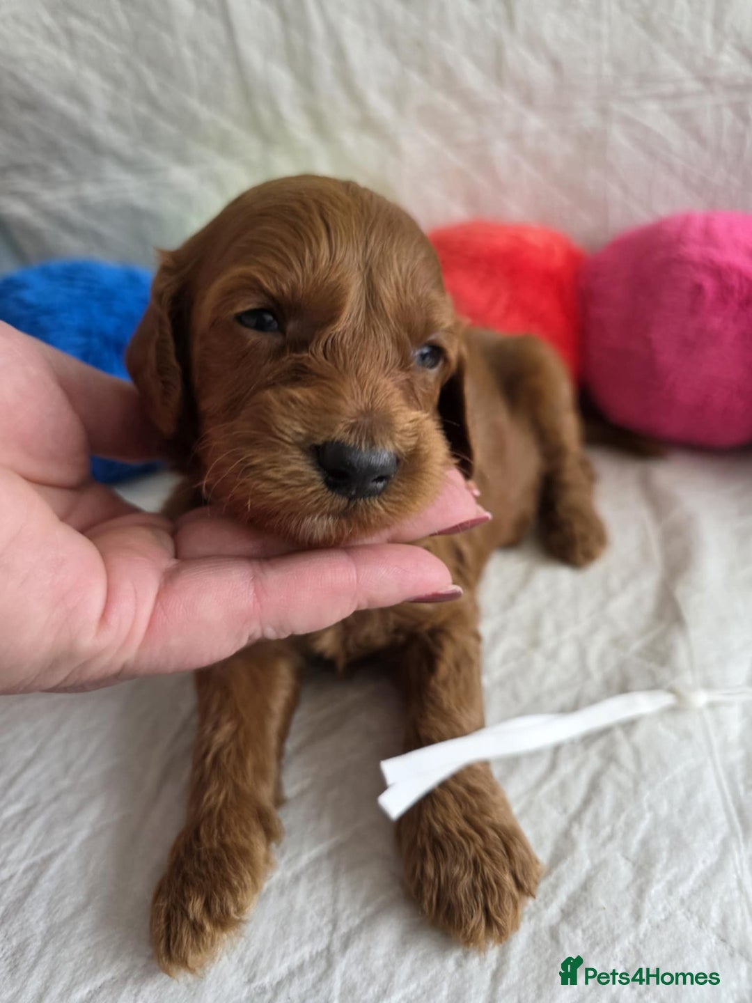 Mini Goldendoodle dogs for sale: 👑Superb Rare Toy/Mini Deepest Red Goldendoodles👑 - Image 19