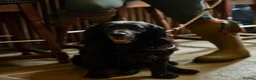 Sprocker dogs for sale: Beautiful Sprocker spaniels - 3/4 cocker  - Advert 4