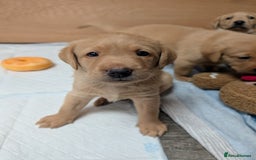 Labrador Retriever dogs for sale: Fosterwold Yellow/red Labrador pups - Image 6