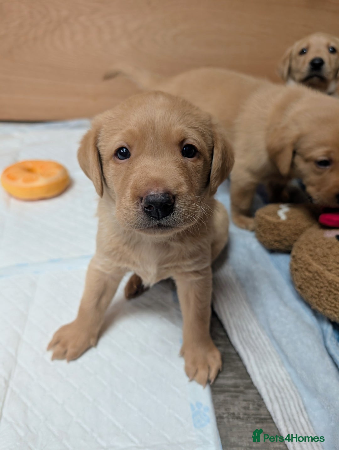 Labrador Retriever dogs for sale: Fosterwold Yellow/red Labrador pups - Image 6