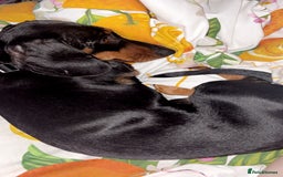 Miniature Dachshund dogs for sale: One male miniature dachshund for sale asap - Image 2