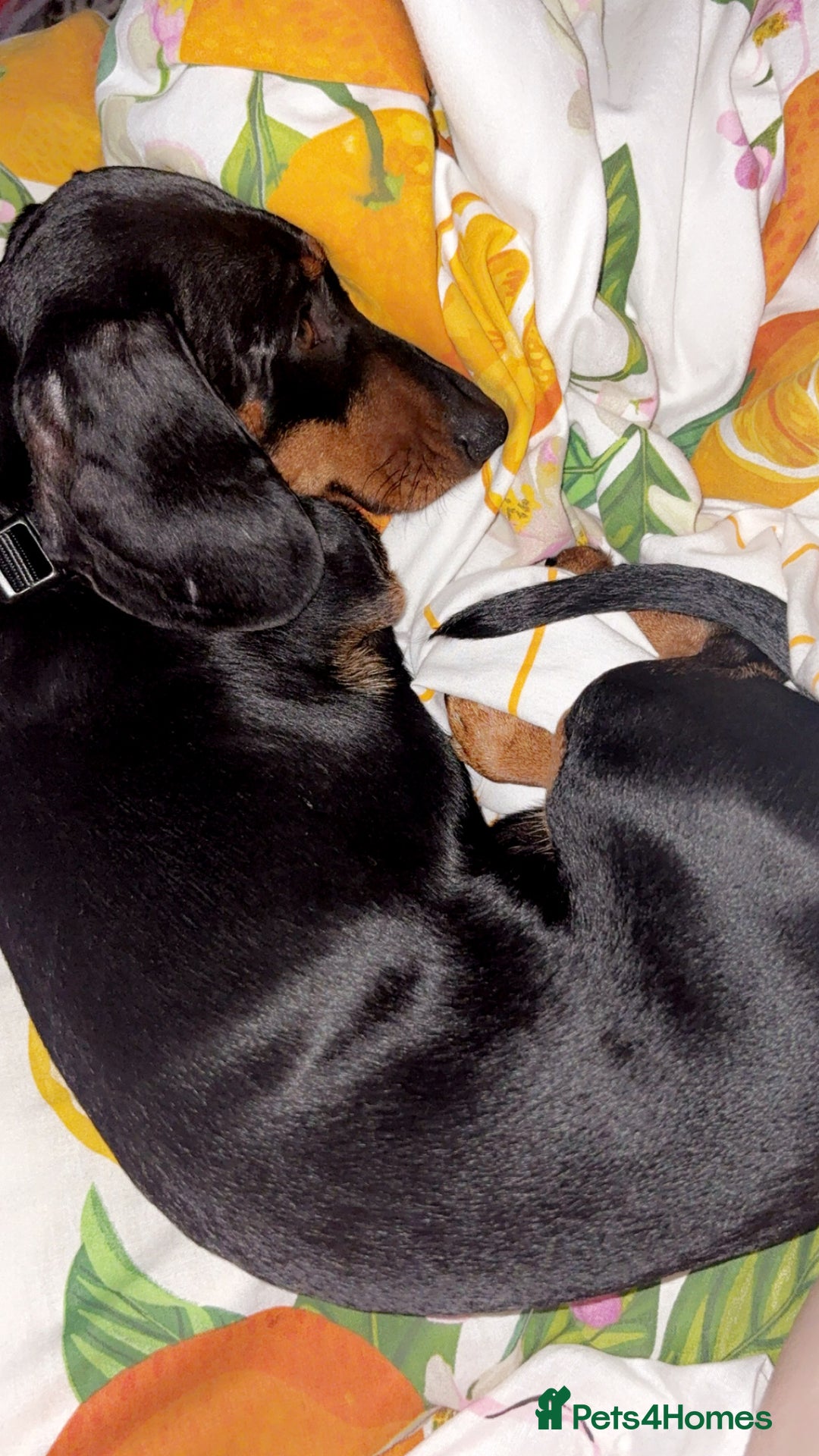 Miniature Dachshund dogs for sale: One male miniature dachshund for sale asap - Image 2