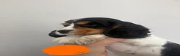 Cocker Spaniel dogs for sale: Only 2 left KC/ Show Type Cocker Spaniels - Advert 8