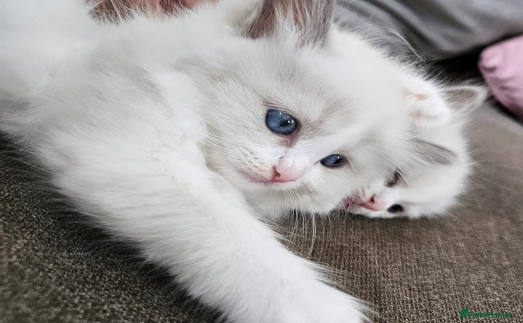 Ragdoll cats - Advert 1