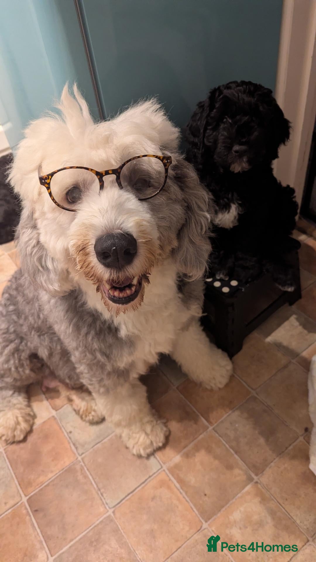 Sheepadoodle dogs (last girl) ❤️ F1 OES x Standard POODLE - Advert 1