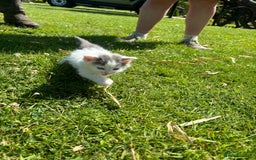 Domestic Shorthair cats for sale: Four Adorable Kittens - Mixed Litter - Image 2