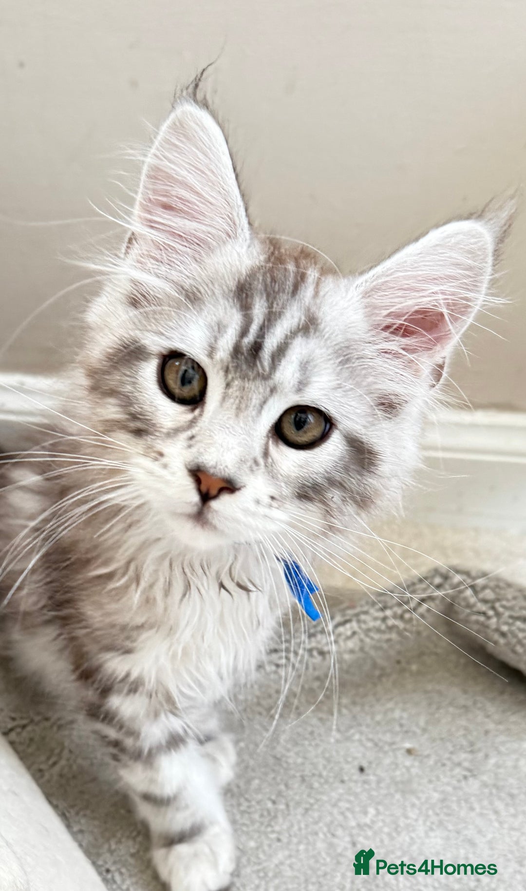 Maine Coon cats for sale: Outstanding pedigree kittens ready to leave - Image 20