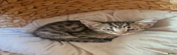Bengal cats for sale: 🐾 Beautiful Bengal Girl Kittens - available now🐾 in Reading - Advert 4