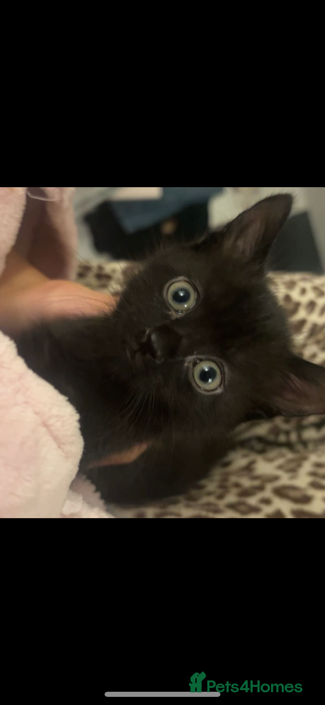 British Shorthair cats for sale: British shorthair x Bengal kittens - Image 25