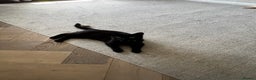 Mixed Breed cats for sale: Black female cat  - Advert 5