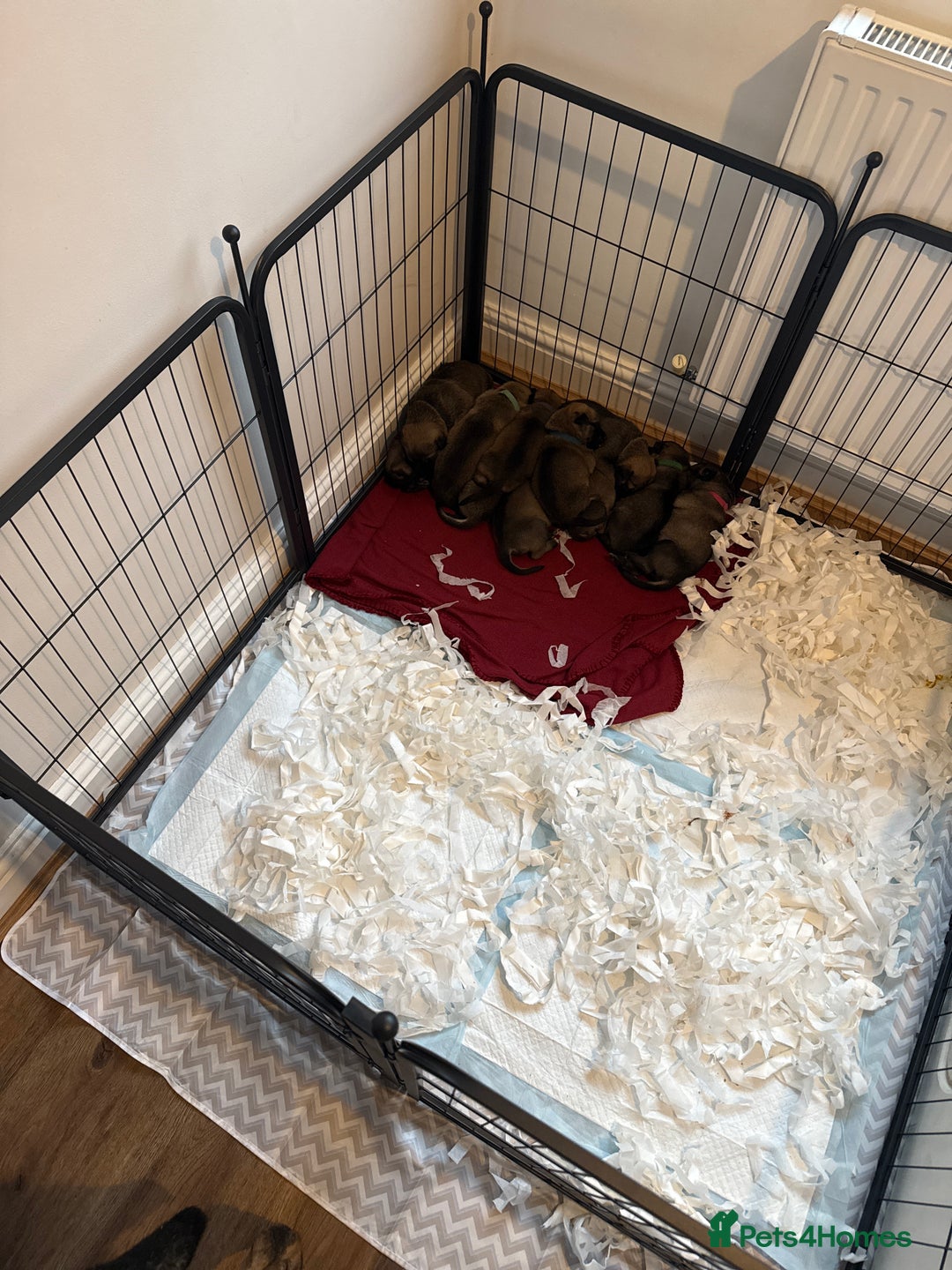 Belgian Shepherd Dog dogs for sale: Belgian Malinois Puppies - Advert 4