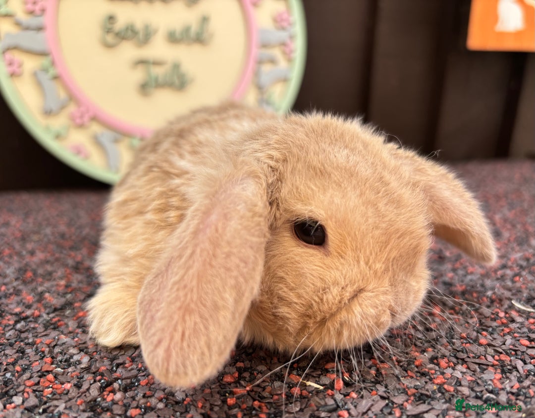 Mini Lop rabbits for sale: Mini Plush Lops - Image 1