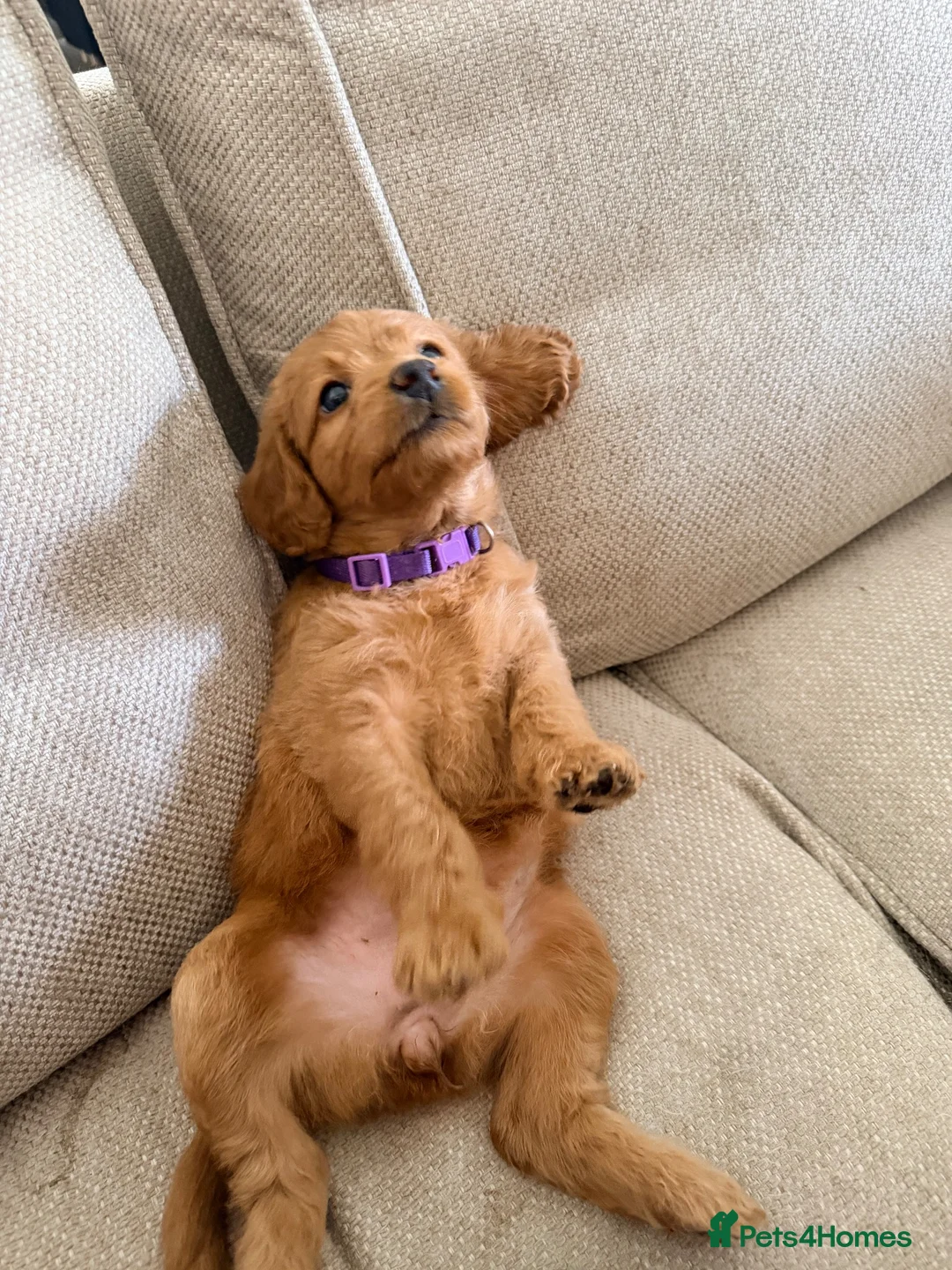 Labradoodle dogs for sale: Labradoodles  - Advert 2