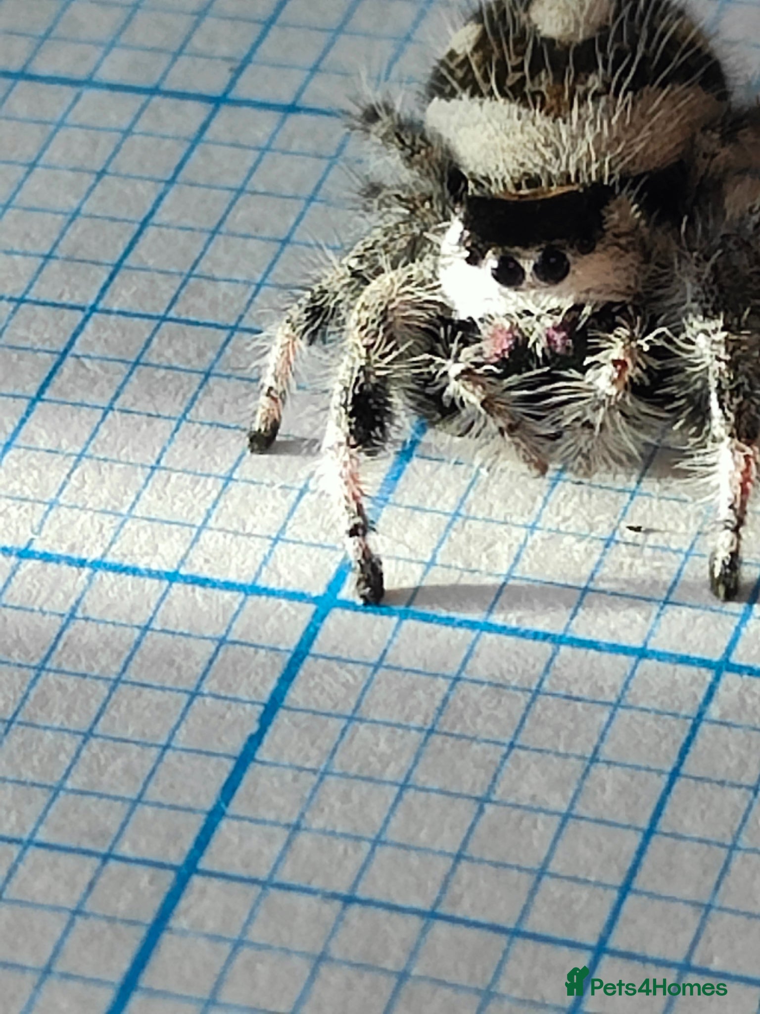 Spiders invertebrates Jumping spiders/Phidippus regius Bahamas // - Advert 4