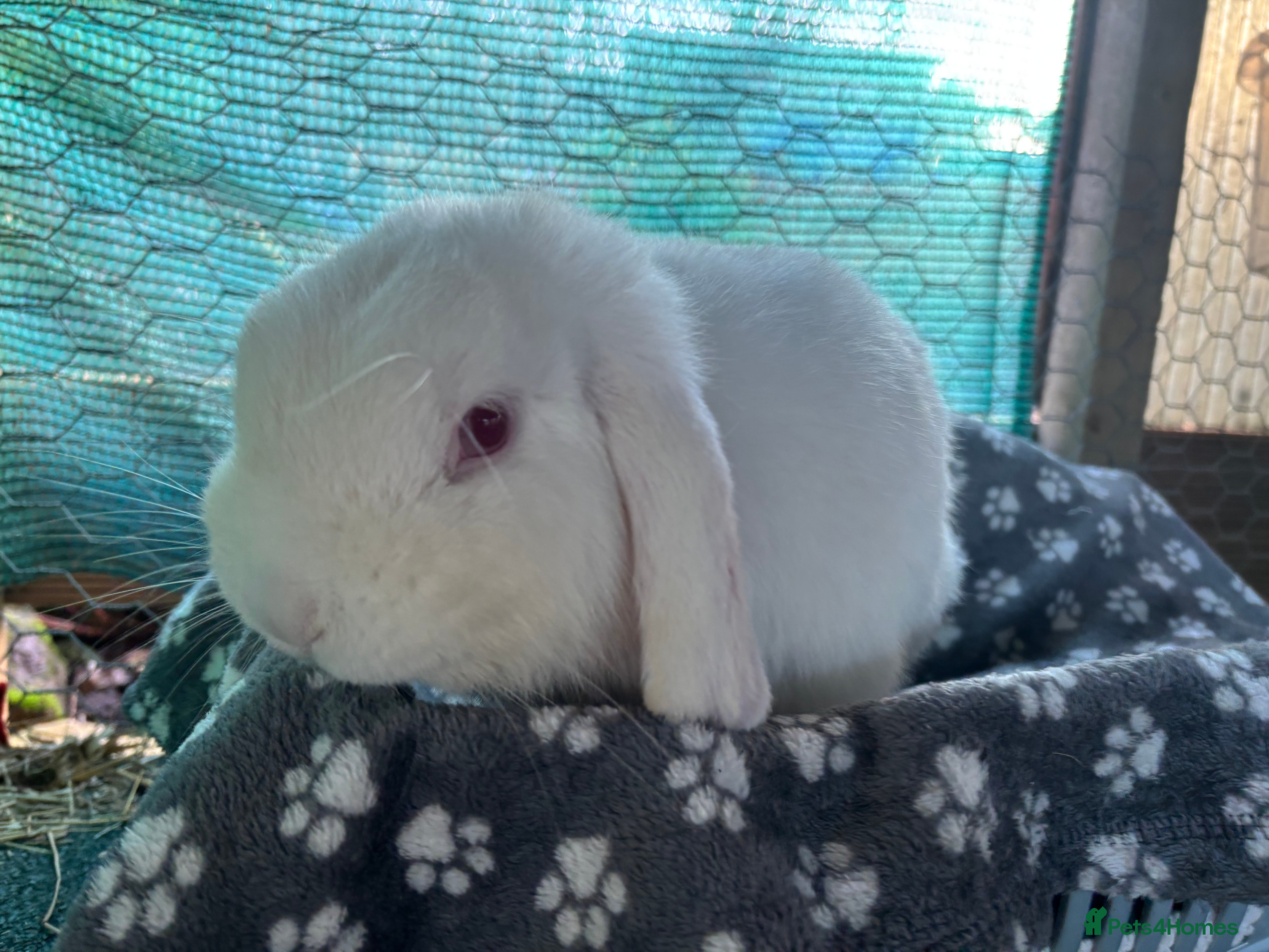 Mini Lop rabbits Mini lop male  - Advert 3