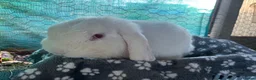 Mini Lop rabbits for sale: Mini lop male  - Advert 1