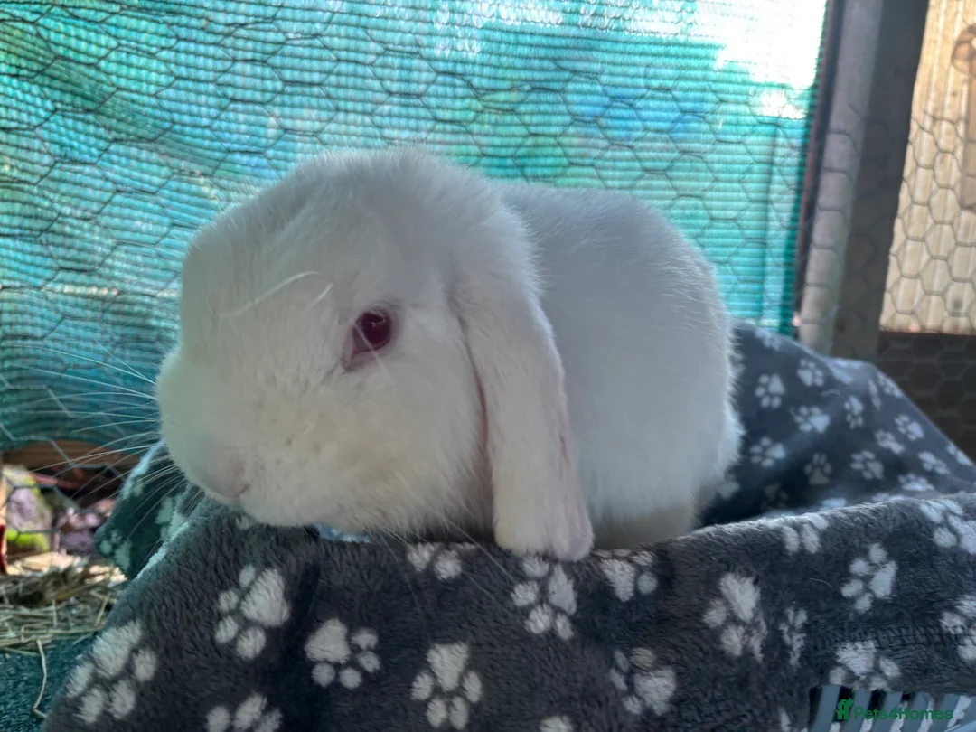 Mini Lop rabbits for sale: Mini lop male  - Advert 1
